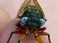 Kelly Simkins, who owns Merlin’s Rockin’ Pet Show, found this blue-eyed cicada on a tree in the Orland Grasslands Forest Preserve. (Photo provided by Kelly Simkins)